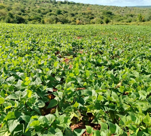 Results of water harvesting and Farming in Dry land